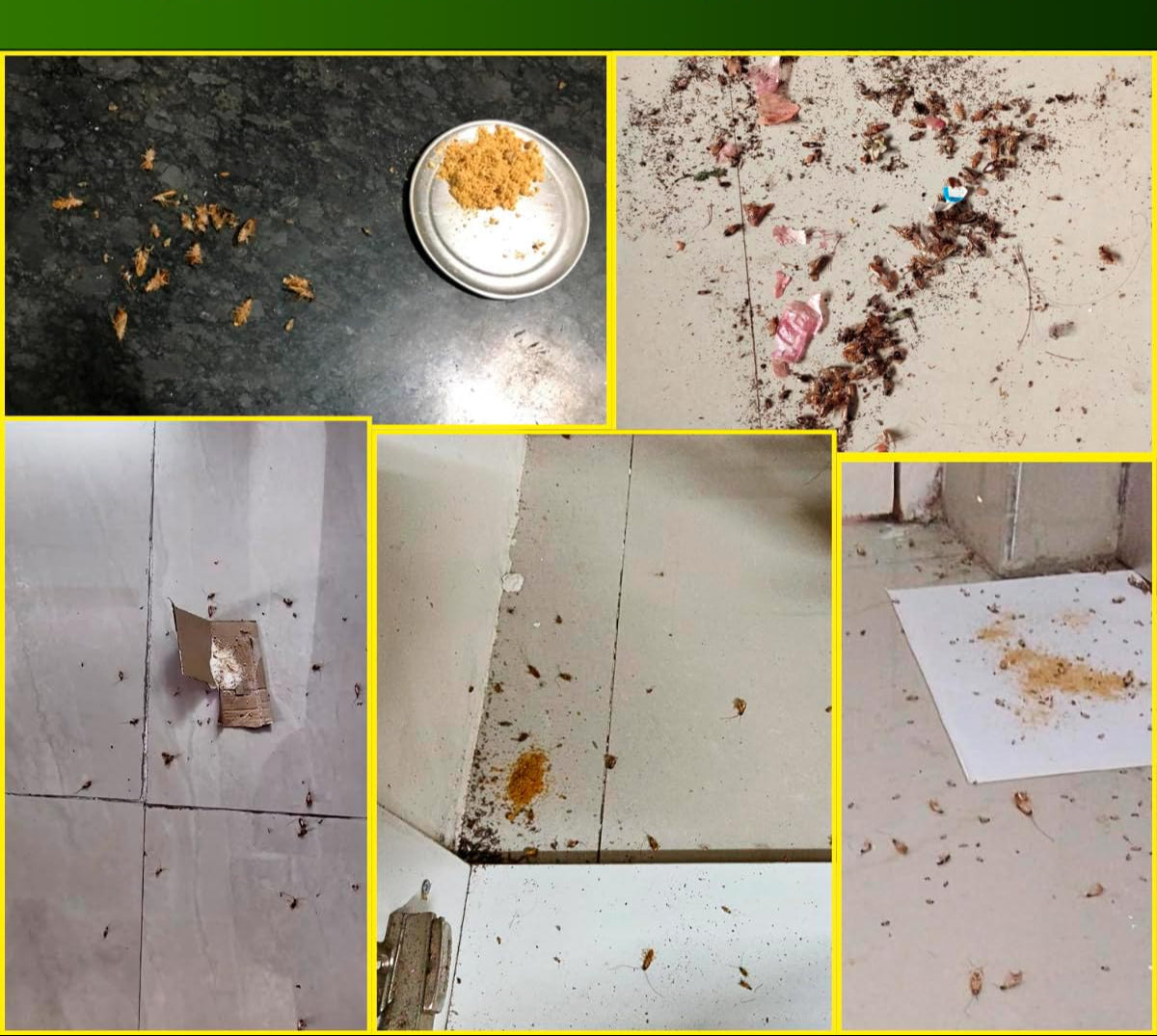 Insecticida Mata Cucarachas CajaX50 sobres